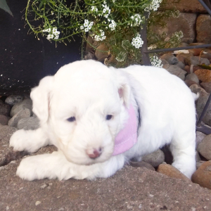 Aussiedoodle Puppy Ava