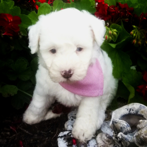 Aussiedoodle Puppy Ava