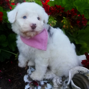 Aussiedoodle Puppy Ava