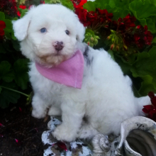 Aussiedoodle Puppy Ava