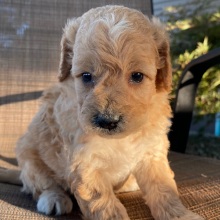 Goldendoodle Puppy Vern
