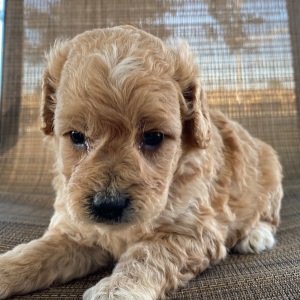 Goldendoodle Puppy Vern