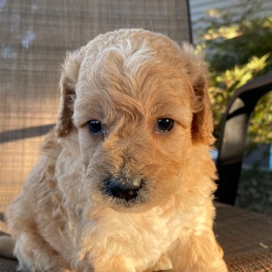 Goldendoodle Puppy Vern