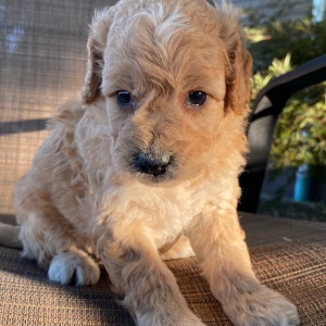 Goldendoodle Puppy Vern