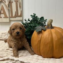 Goldendoodle Puppy Zandro