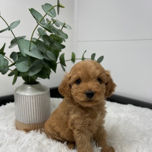 Goldendoodle Puppy Zandro