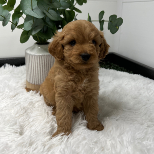 Goldendoodle Puppy Zandro