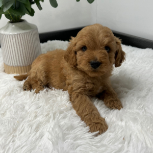 Goldendoodle Puppy Zandro