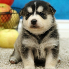 Pomsky Puppy Bruce