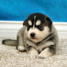 Pomsky Puppy Bruce