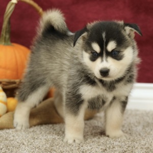 Pomsky Puppy Bruce