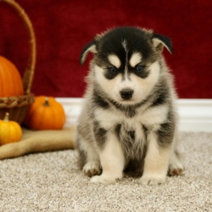 Pomsky Puppy Bruce