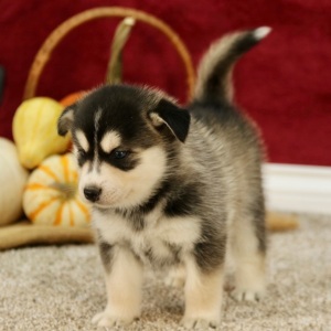 Pomsky Puppy Bruce