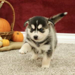 Pomsky Puppy Bruce
