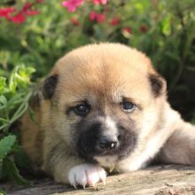 Shiba Inu Puppy Stella
