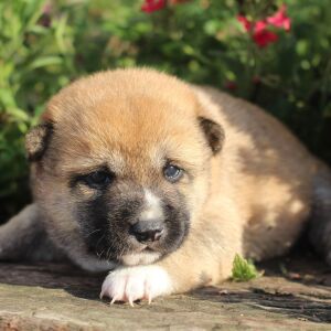 Shiba Inu Puppy Stella
