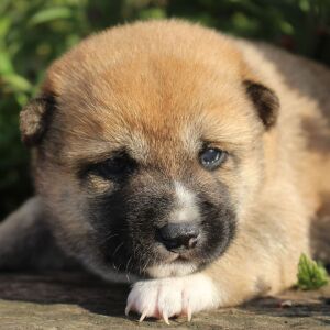 Shiba Inu Puppy Stella