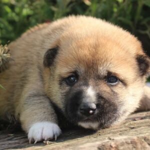 Shiba Inu Puppy Stella