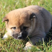 Shiba Inu Puppy Stella