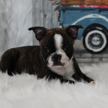 Boston Terrier Puppy Mason