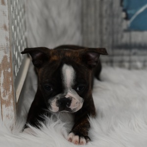 Boston Terrier Puppy Mason
