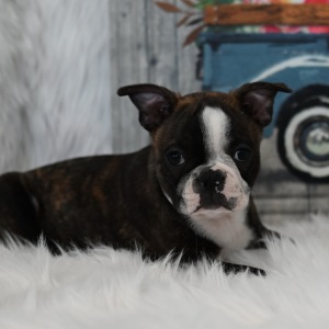 Boston Terrier Puppy Mason