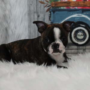 Boston Terrier Puppy Mason