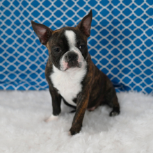 Boston Terrier Puppy Mason