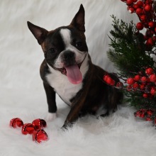 Boston Terrier Puppy Mason