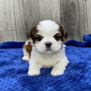 Shih Tzu Puppy Vonny