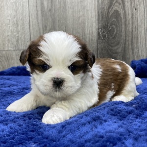 Shih Tzu Puppy Vonny
