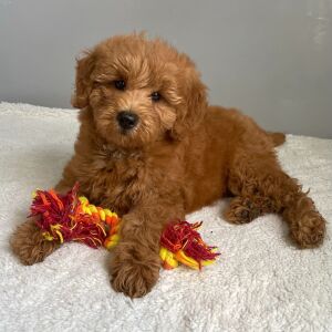Goldendoodle Puppy Rose