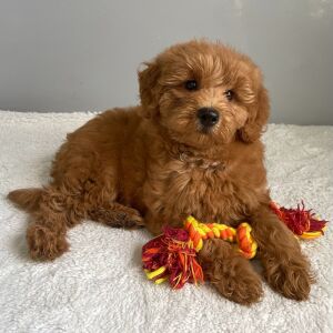 Goldendoodle Puppy Rose
