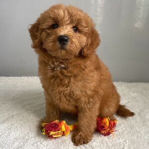 Goldendoodle Puppy Rose