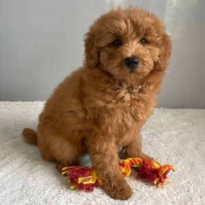 Goldendoodle Puppy Rose