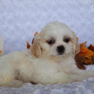 Shih Tzu Puppy Ricky