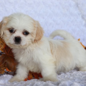 Shih Tzu Puppy Ricky