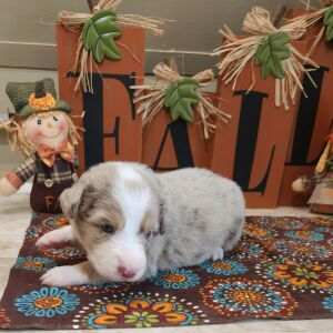Australian Shepherd Puppy Merlin