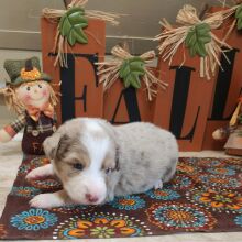 Australian Shepherd Puppy Merlin