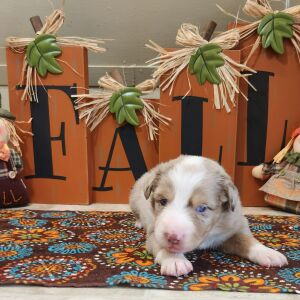 Australian Shepherd Puppy Merlin