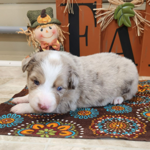 Australian Shepherd Puppy Merlin