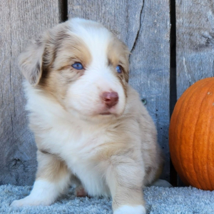 Australian Shepherd Puppy Merlin