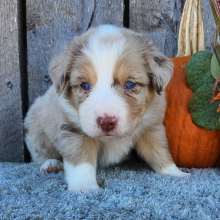 Australian Shepherd Puppy Merlin