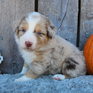 Australian Shepherd Puppy Merlin