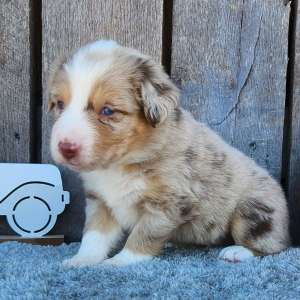 Australian Shepherd Puppy Merlin
