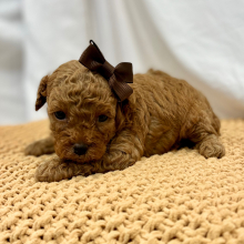 Poodle Puppy Roma