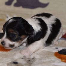 Yorkiepoo Puppy Milo