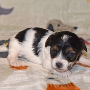 Yorkiepoo Puppy Milo