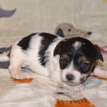 Yorkiepoo Puppy Milo