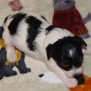 Yorkiepoo Puppy Milo